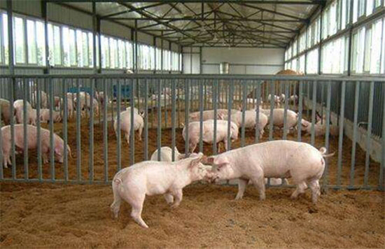 鸡粪喂猪可节本增效