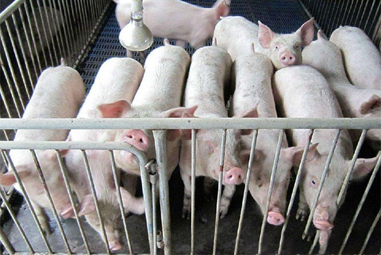 养猪高蛋白的认识三个误区