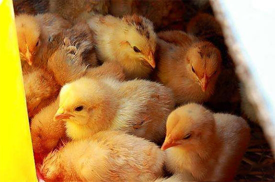 啄肛与光照的关系