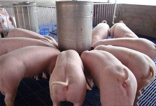 养殖业风暴来临，你将如何不被淘汰？