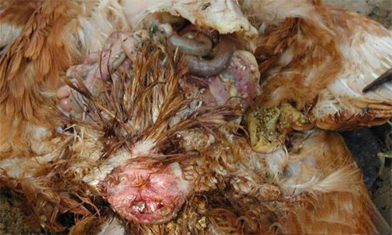 蛋鸡泄殖腔脱出的原因浅析