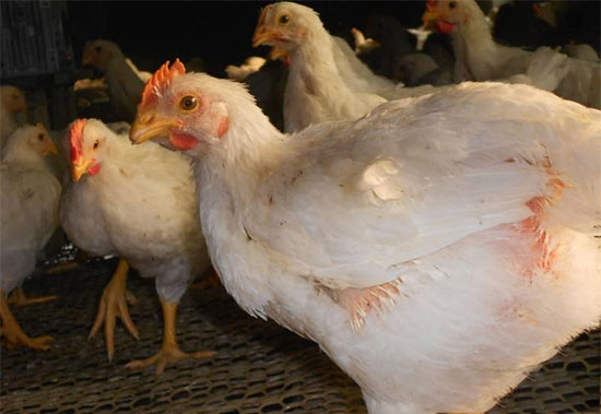 鸡气囊炎的综合防治措施