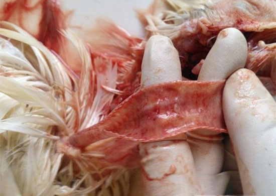 鸡传染性喉气管炎如何鉴别诊断?