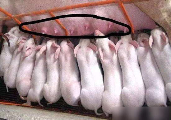 母猪无乳或少乳的防治措施