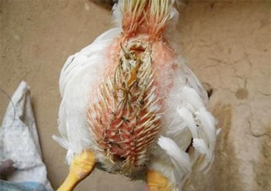 初产蛋鸡水样腹泻的原因及防治