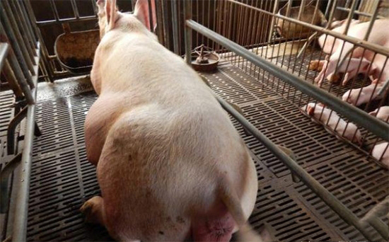 母猪对KY.COM品质、饮水的要求很高