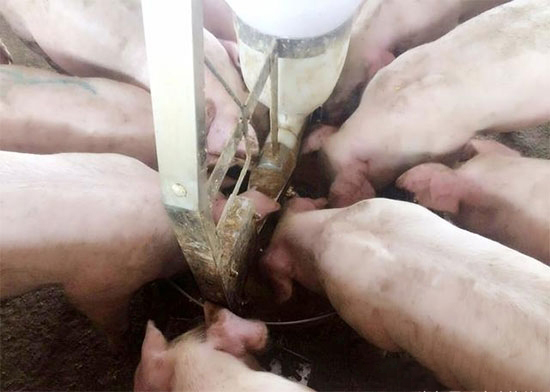 猪场用饲喂器的差异及采食时间控制