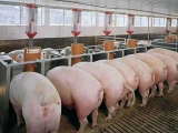 规模化猪场育肥猪的管理要点