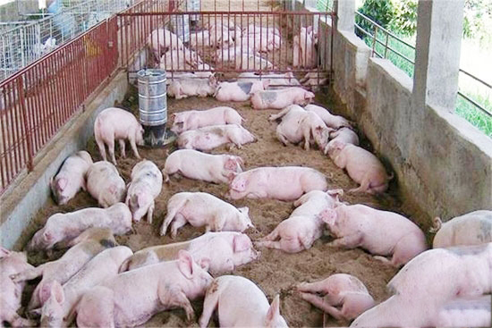 食盐过少对生猪的危害及预防