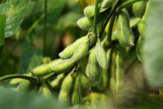 大豆喜迎种植春天