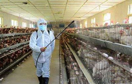 规模化蛋鸡场免疫程序设计