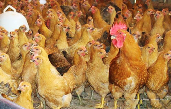 鸡群投药的分析要点