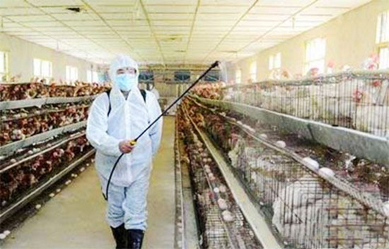 蛋鸡疫苗免疫操作要领