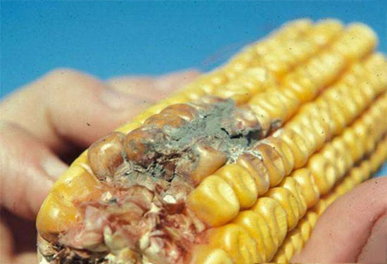 小心黄曲霉毒在猪场逞凶