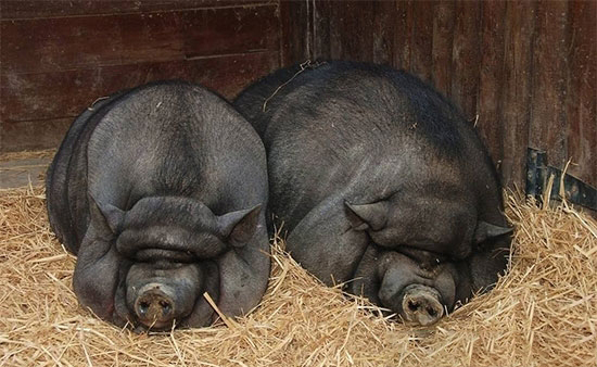 生猪价格跌破7元每斤 农民养一头猪能挣多少钱？