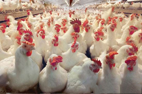 父母代蛋种鸡产前期管理的措施