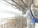 猪场消毒经常都是要用到哪些药物