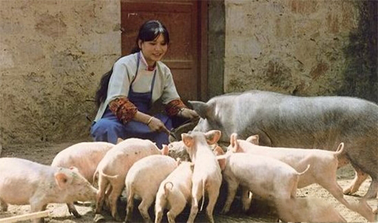 养猪人:我哭了,我再也不养猪了!