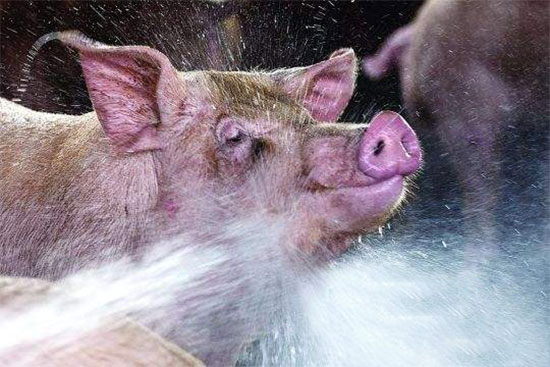 夏天给猪冲水降温注意事项