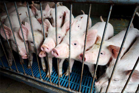 2017中国生猪市场趋势分析