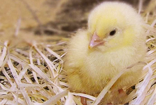 糖水对雏鸡的用处