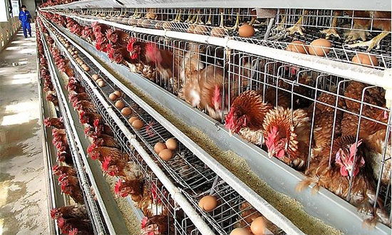 蛋鸡产蛋期间的营养