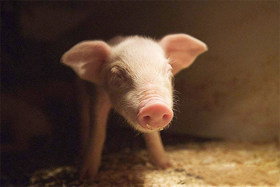 新生仔猪莫名死去的原因