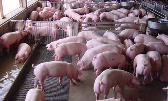 今年养猪有盼头了？