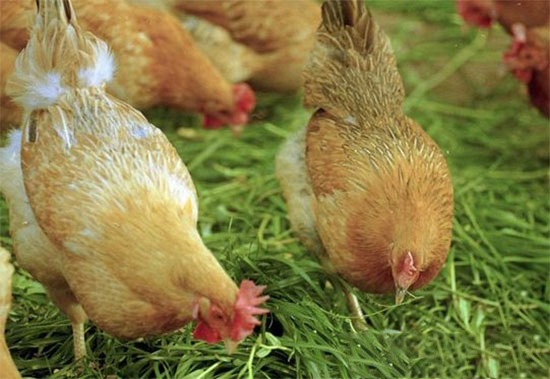 导致鸡KY.COM中维生素缺乏的原因
