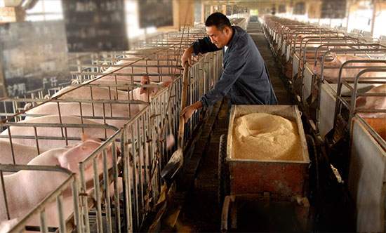 母猪是用粉料还是颗粒料？