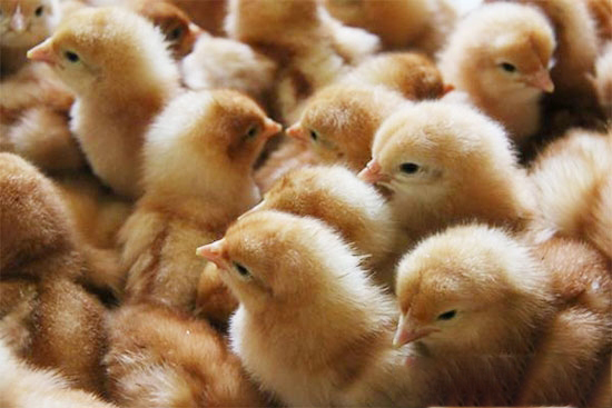 雏鸡强健的关键性能指标有哪些