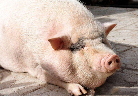 母猪黄金配种方案