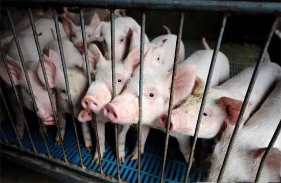 散养猪户的压力 双层夹击下以后该何去何从？