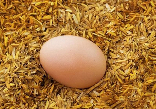 孵化蛋质量对孵化优化管理的影响