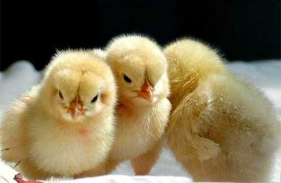 七招措施提高雏鸡成活率