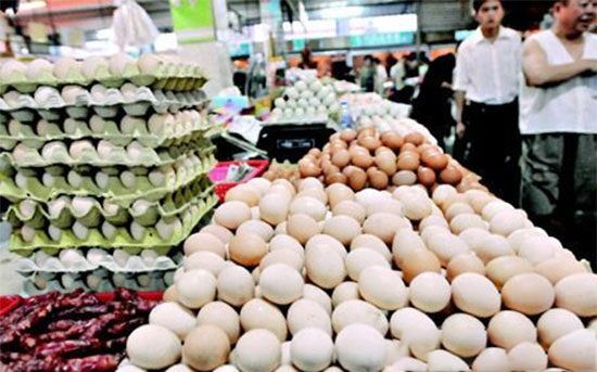 蛋鸡业的又一骗局 伤了很多养鸡人