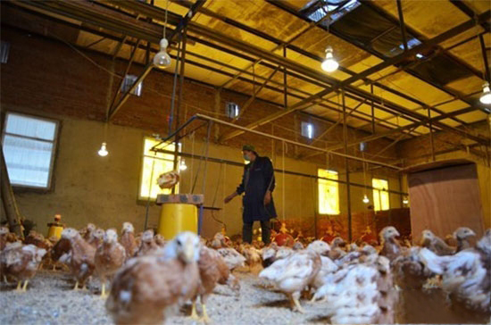 浅析养鸡场臭味治理技术措施