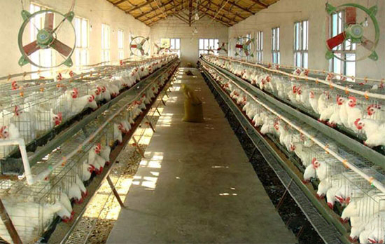 六类添加剂应对热应激