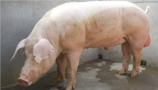 饲养好种公猪的方法