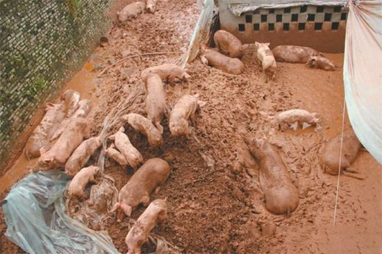 多雨时期猪场管理的几点建议