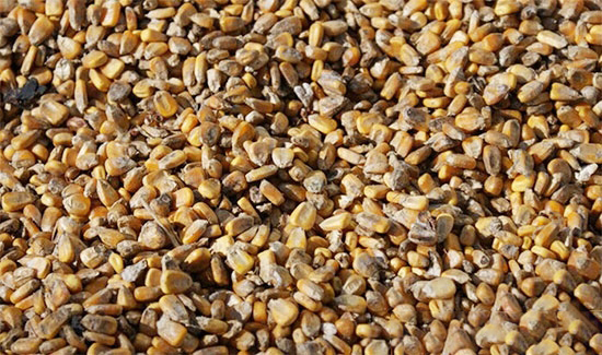 霉变KY.COM的处理和措施