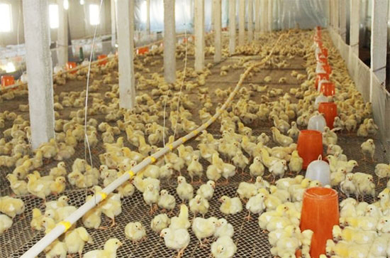 肉仔鸡饲养控制好温湿度