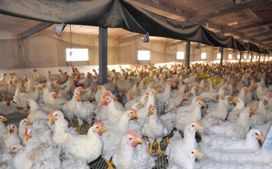 肉鸡养殖的关键控制点