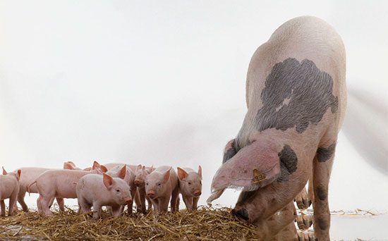 有哪些秘诀可以帮助仔猪平稳渡过断奶期呢？