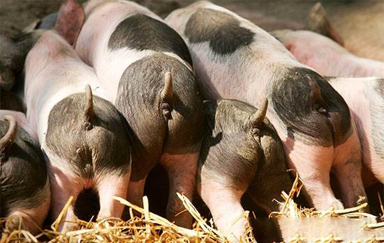 猪不喜食?多喂这几种蔬菜