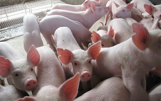 养猪用九招 盛夏不掉膘