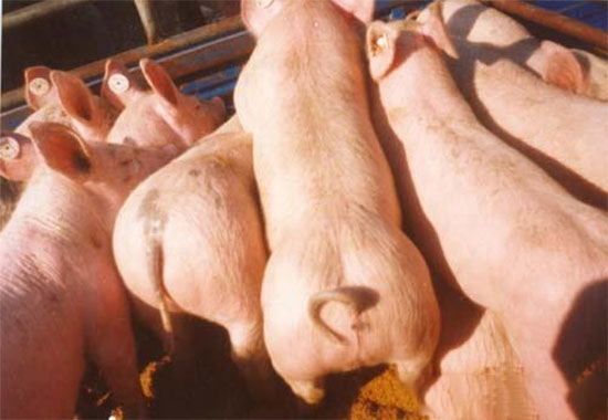 促进仔猪速生快长的16个技巧