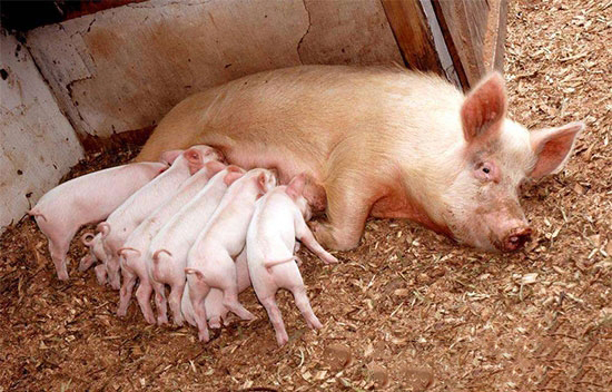 惊!2020年我国只需要3300万头母猪?