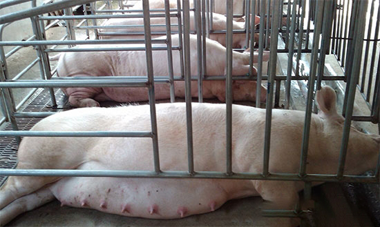 养猪业的未来是怎样的 看专家是如何说的