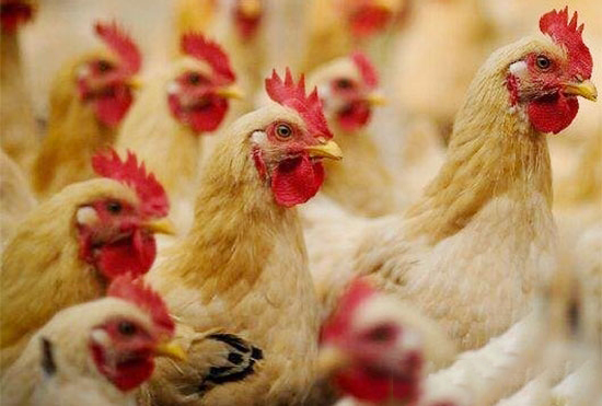 鸡所需的各种营养素